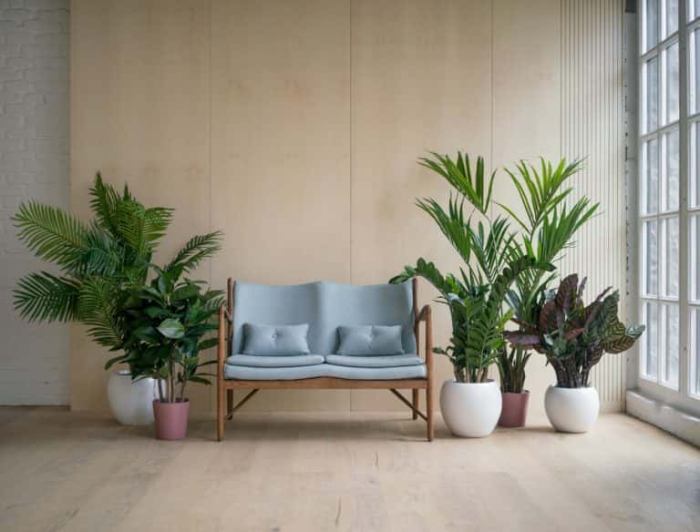 How to decorate a living room with plants